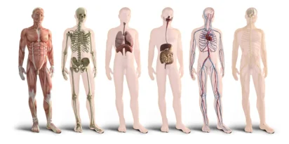 Odkrywamy tajemnice ciała człowieka – podróż przez nasze narządy i układy